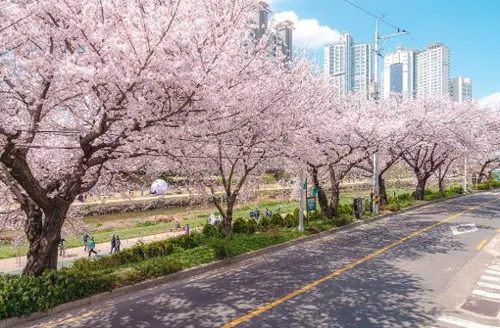 Du lịch Hàn Quốc mùa xuân 2026 - Dạo bộ ngắm hoa anh đào Oncheoncheon Busan