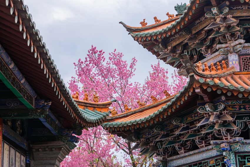 Du lịch Trung Quốc hoa anh đào 2026  – Trải nghiệm mùa xuân khác biệt Châu Á