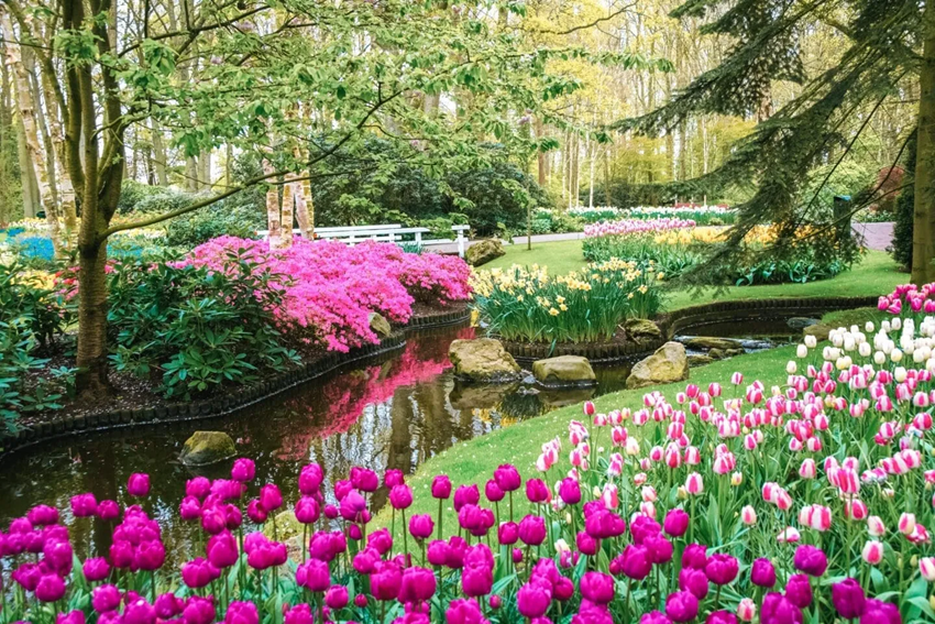 Lịch Lễ Hội Hoa Tulip Keukenhof 2026 – Thời Điểm Đẹp Nhất Để Tham Quan 