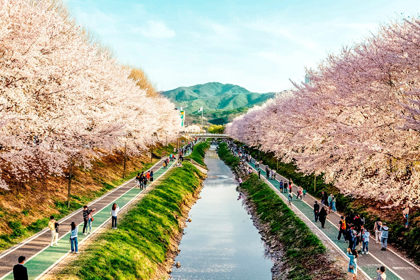 Lễ hội hoa mùa xuân Hàn Quốc 2026 - Điểm hẹn du lịch quốc tế