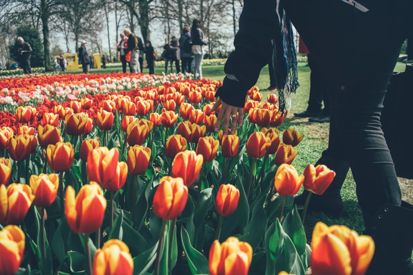 Keukenhof 2025 – Cập Nhật Thời Gian Mở Cửa, Giá Vé & Hướng Dẫn Chi Tiết