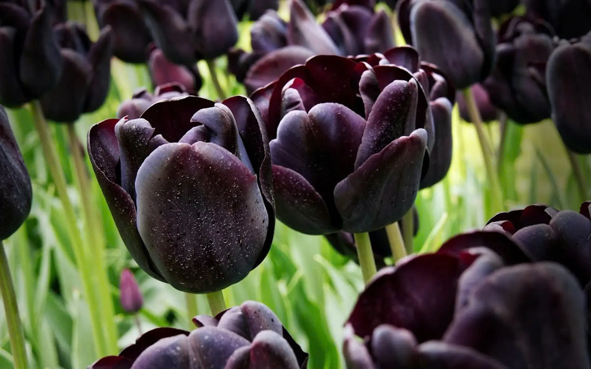 Hoa Tulip Ý Nghĩa - Khám Phá Vẻ Đẹp và Thông Điệp Từ Hoa Tulip